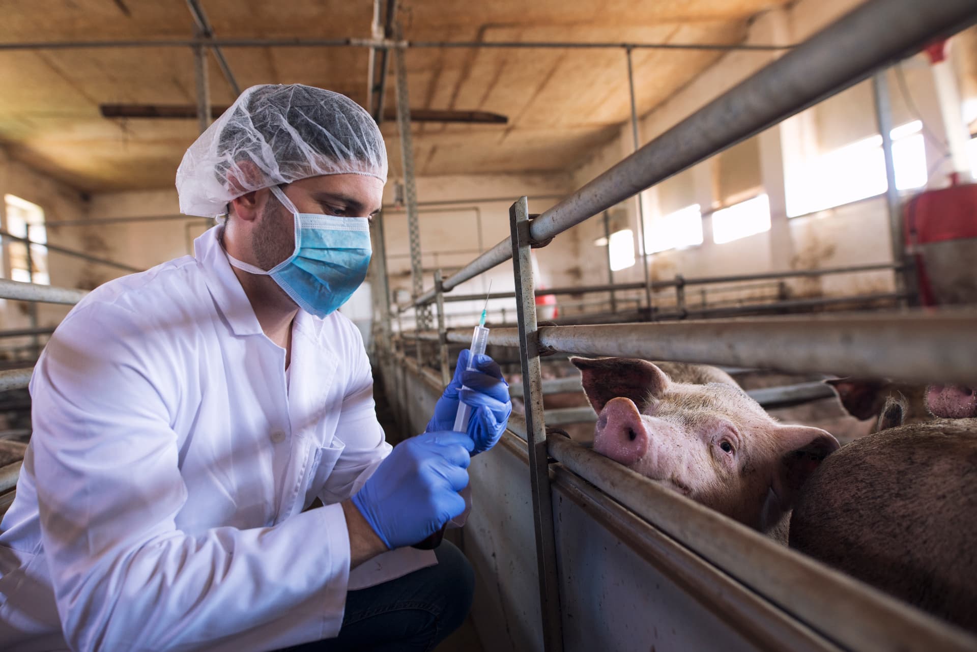 Animal Biotechnology